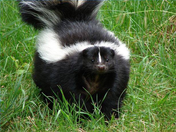 10547403_10153200562475400_3620769784053868777_n Skunk Removal Services in Pottstown, PA