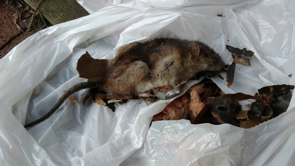 West Chester, PA Dead Animal Removal Services
