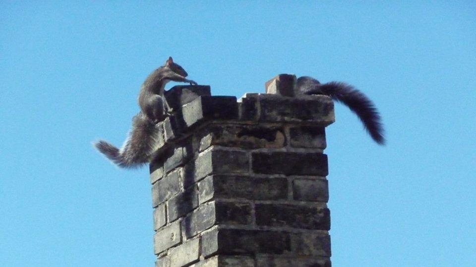 Animal Removal from Chimney