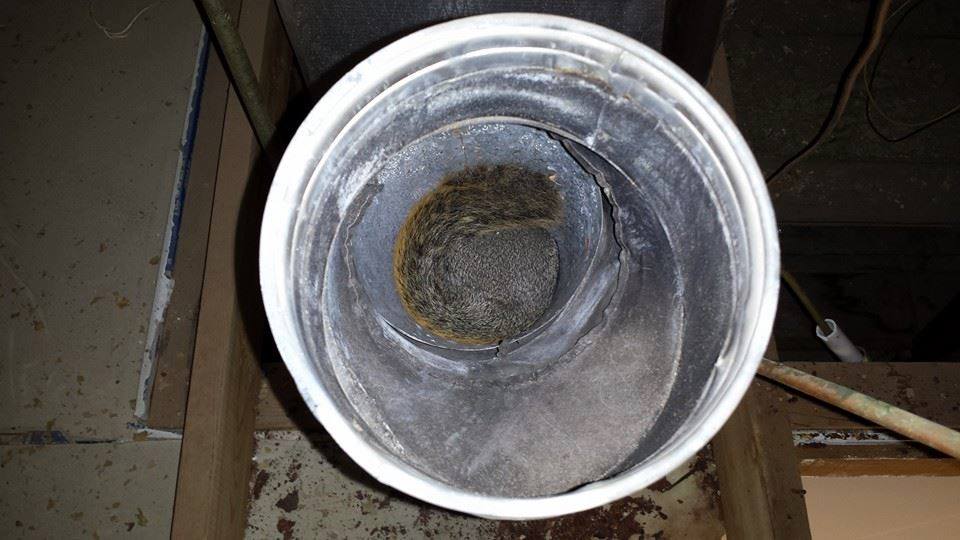 Downingtown, PA Dead Animal Removal Services