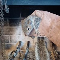 20264917_10156041805830400_3598784862590607367_n (1) Squirrel Removal from Chimney in Glenmoore