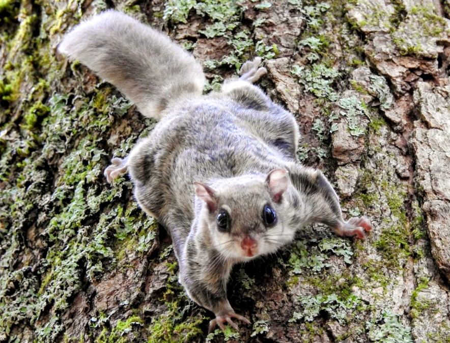 Flying Squirrel Removal Services