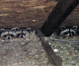 Kennett Square Raccoon Removal
