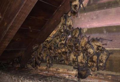 What Are The Signs of a Bat Infestation? What Are The Signs of a Bat Infestation in King Of Prussia?