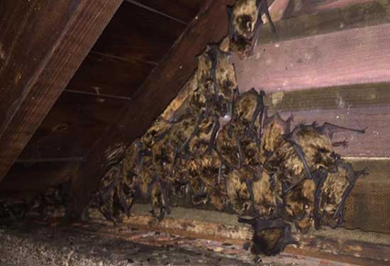 Bat Attic Clean Out in Gladwyne, PA Bat Attic Clean Out in Broomall, PA