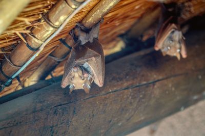Contact Seitz Wildlife Services What Are The Signs of a Bat Infestation?