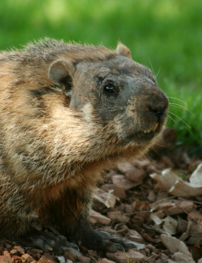 Groundhog Control & Exclusion in Honey Brook, PA Groundhog Control & Exclusion in Honey Brook, PA