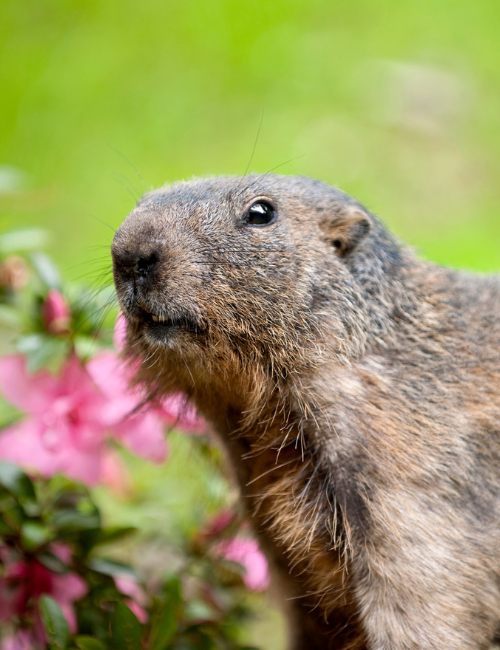 Groundhog Control Services in Shillington, PA Groundhog Control in Springfield, PA