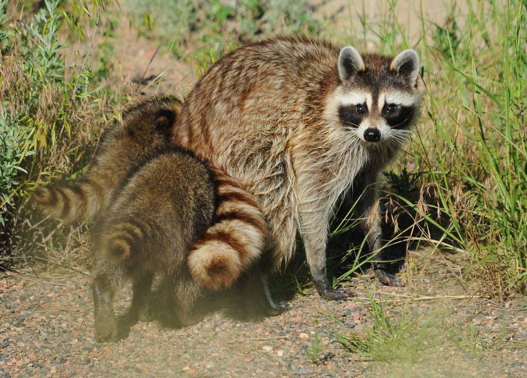 Protect Your Property With Raccoon Removal Services Squirrel Removal Company in Norristown, PA