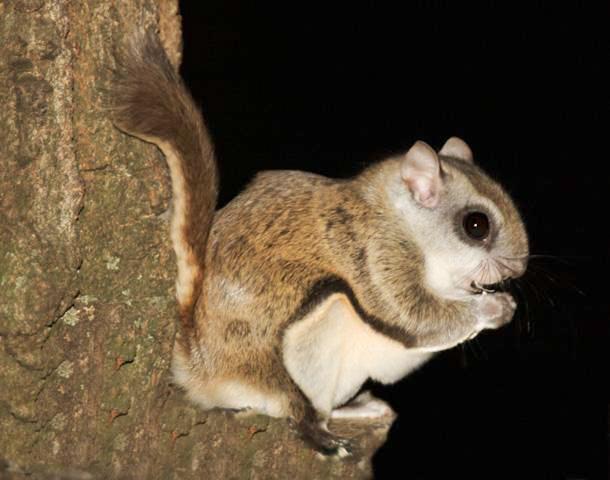 Flying Squirrel Removal