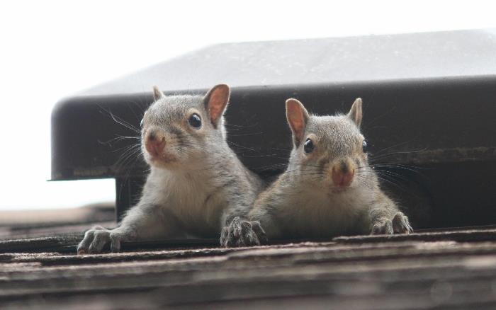Squirrel Control Services in Chester County, PA