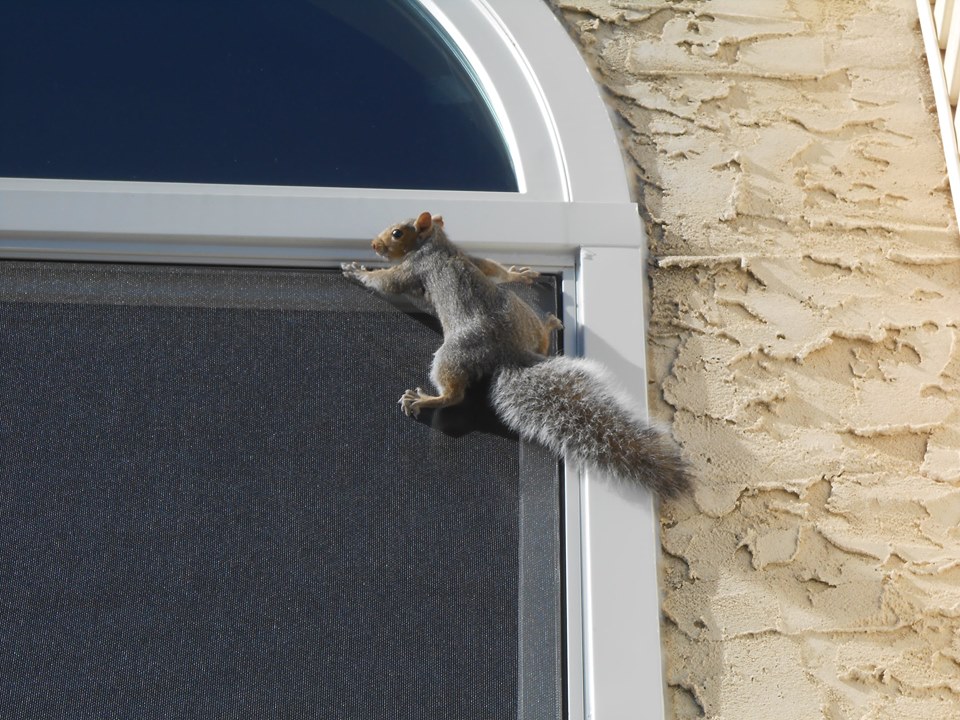 Berks County, PA Squirrel Removal Services