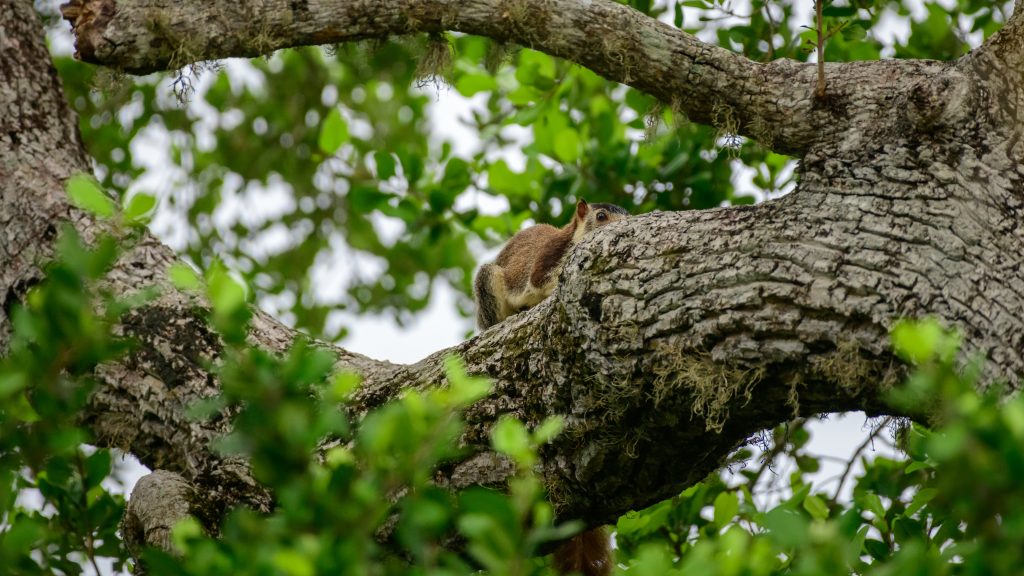 Preventing Future Infestations Norristown, PA Wildlife Removal Services