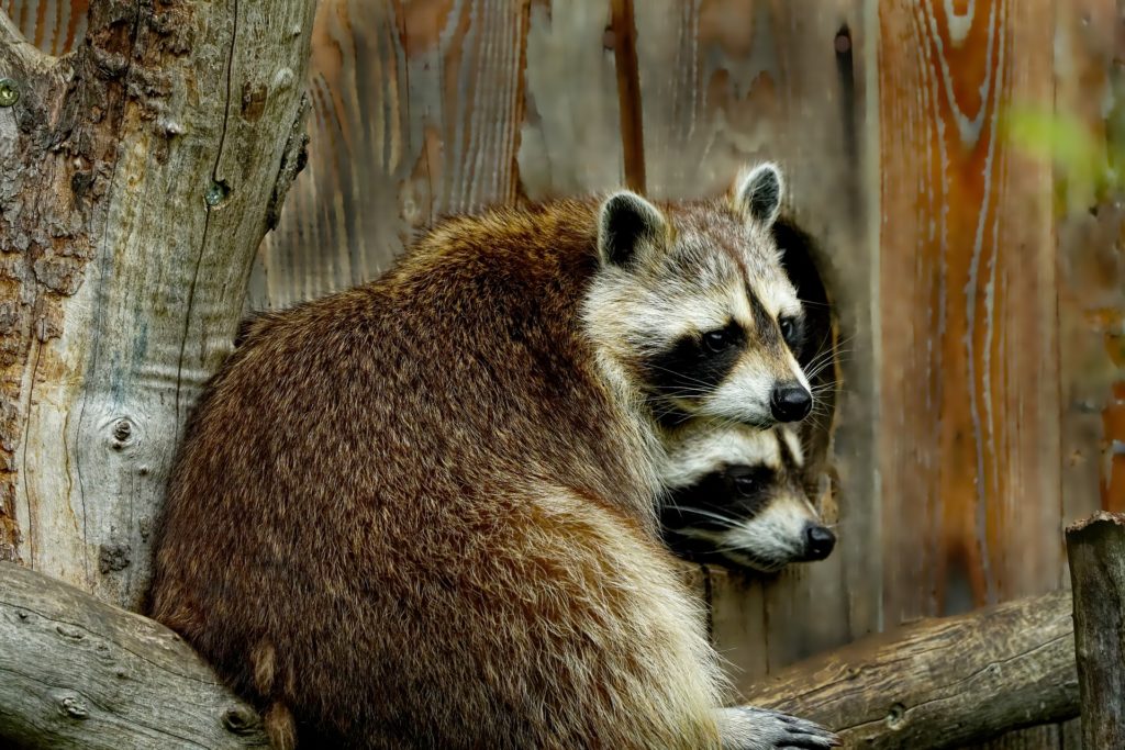 Raccoon Removal Services in Main Line, PA Raccoon Removal Services in Main Line, PA