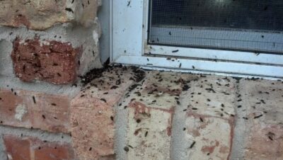 When is the best time to perform a bat exclusion?
