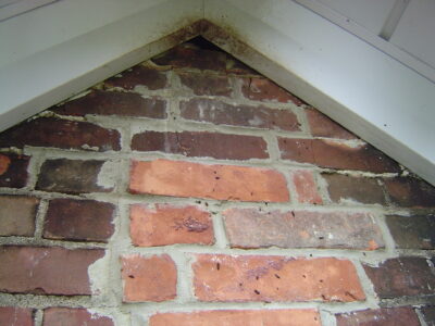 Bat Exclusion in Radnor Township, PA