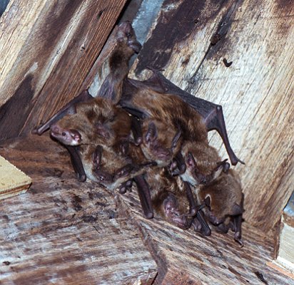 Bat Exclusion Services Bat Exclusion Services