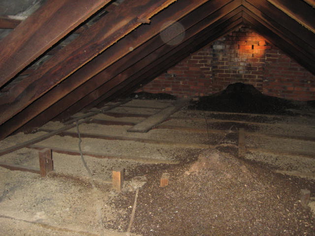 Bat Removal Services in Collegeville, PA Bat Removal Services in Collegeville, PA