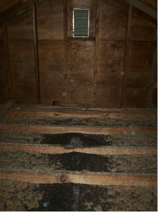 Bat Infestation Removal in Glen Mills PA