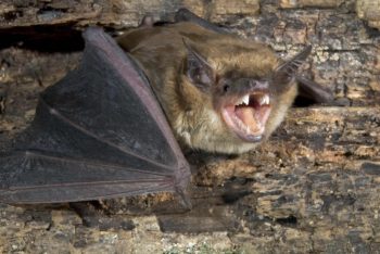 Bats