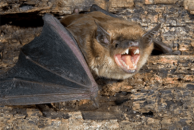 bat When is the best time to perform a bat exclusion?