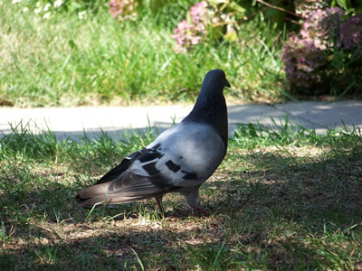 Birds