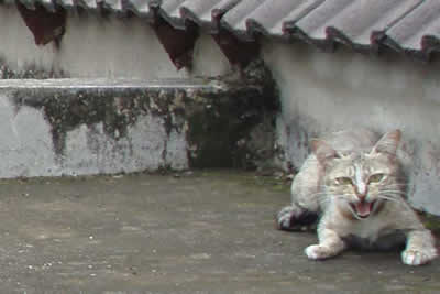 Cats