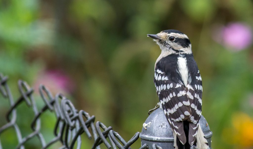 Woodpecker Drexel Hill, PA Bird Removal