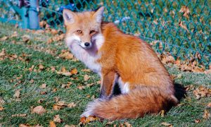 Elverson Area Fox Control Fox Control in Elverson, PA