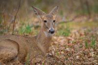 Dead Deer Removal Services