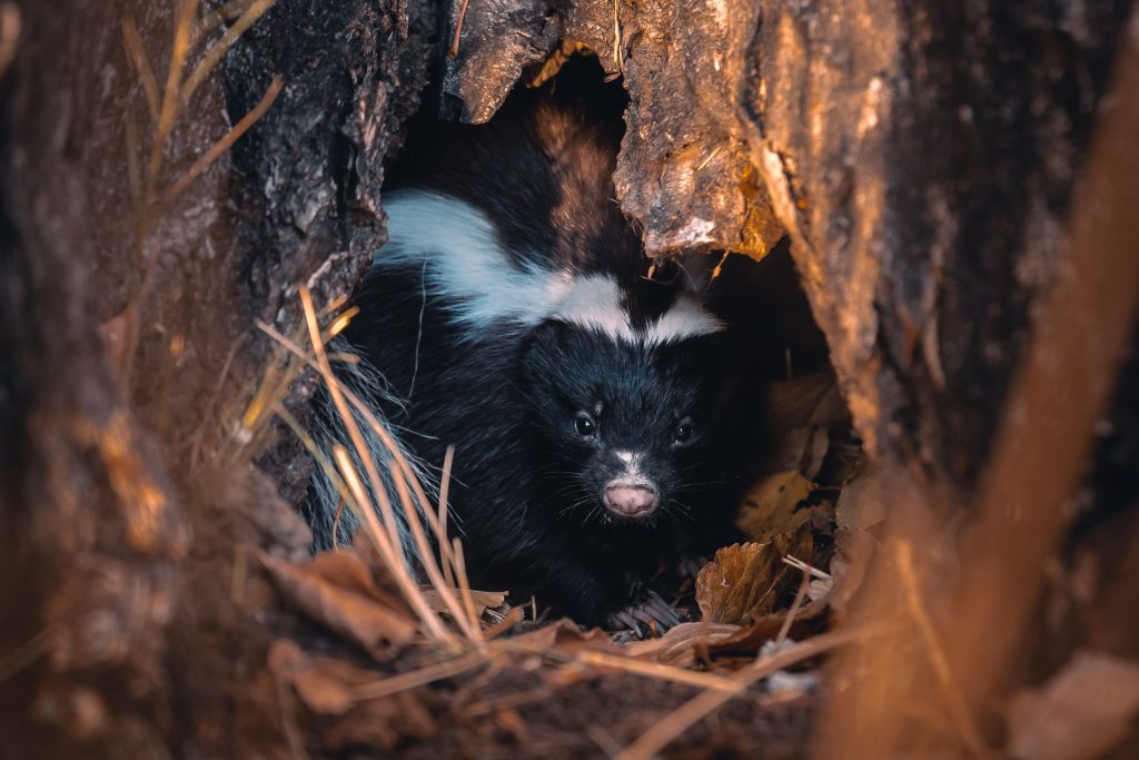 Shillington, PA Skunk Removal Services Elverson, PA