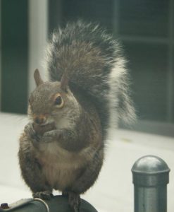 Dead Animal Removal PA Overbrook, PA Squirrel & Bat Removal