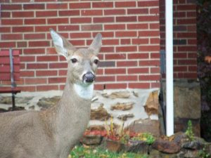 Deer Control