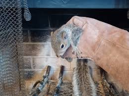 Berwyn, PA Squirrel & Bat Removal