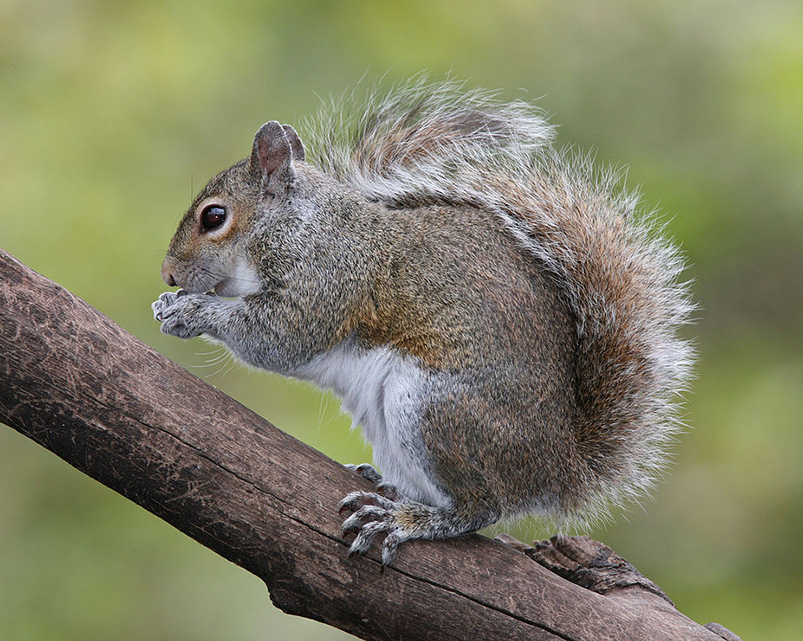Eastern Grey Squirrel
