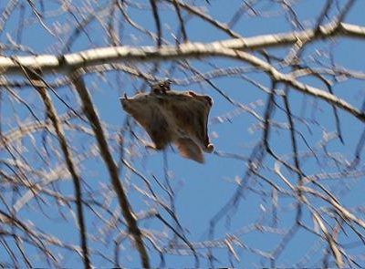 Flying Squirrels