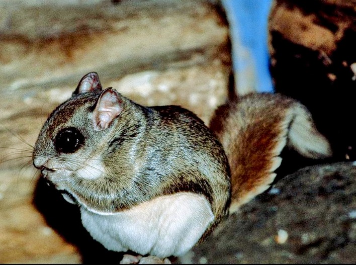 Flying Squirrel Removal Services