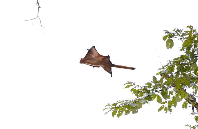 Flying Squirrel