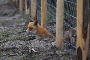 Fox Removal in Kennett Square, PA Fox Removal in Kennett Square, PA