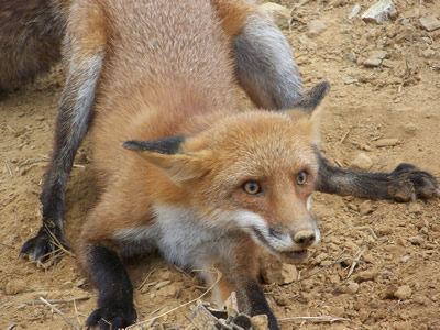 Foxes