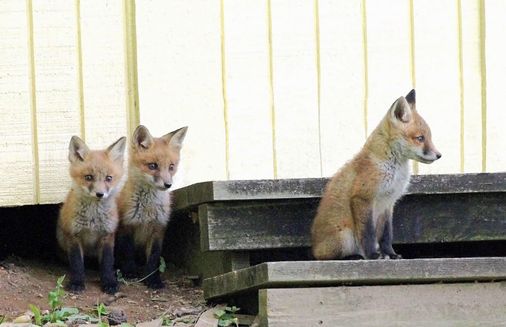 Fox Control