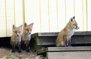 Fox Control
