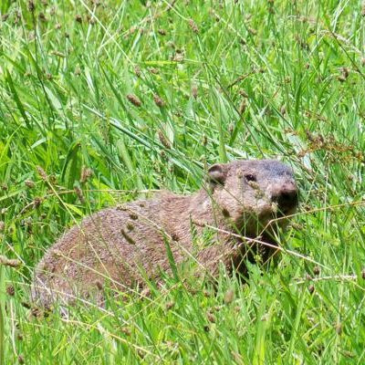 Groundhogs