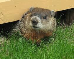 King of Prussia, PA Groundhog Removal King of Prussia Groundhog Removal
