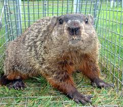 Groundhog Control & Exclusion in Reading, PA Groundhog Control & Exclusion in Reading, PA