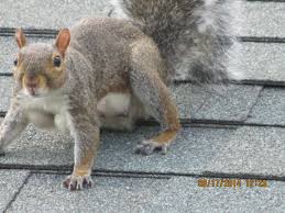 Wynnewood, PA Squirrel & Bat Removal