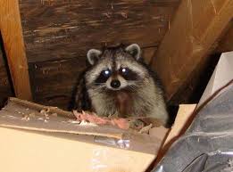 Preventing Future Infestations Squirrel Removal and Extraction in Norristown, PA