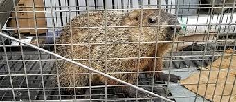 Groundhog trapping