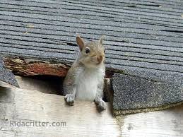 Berwyn, PA Squirrel & Bat Removal
