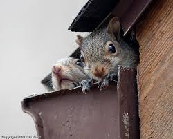 Chesterbrook, PA Squirrel Removal Services